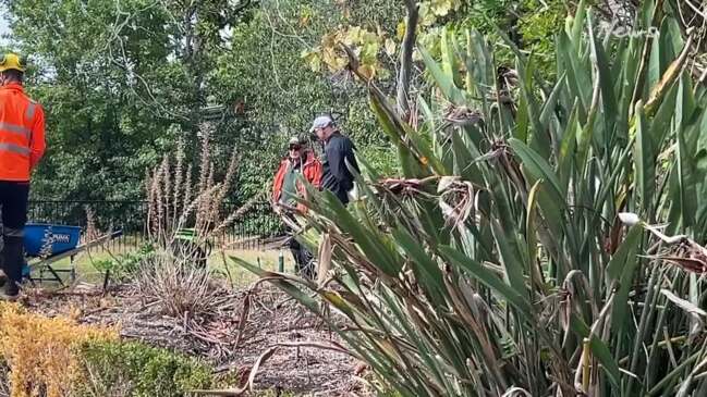 Arborists work to remove 175 year-old pine tree