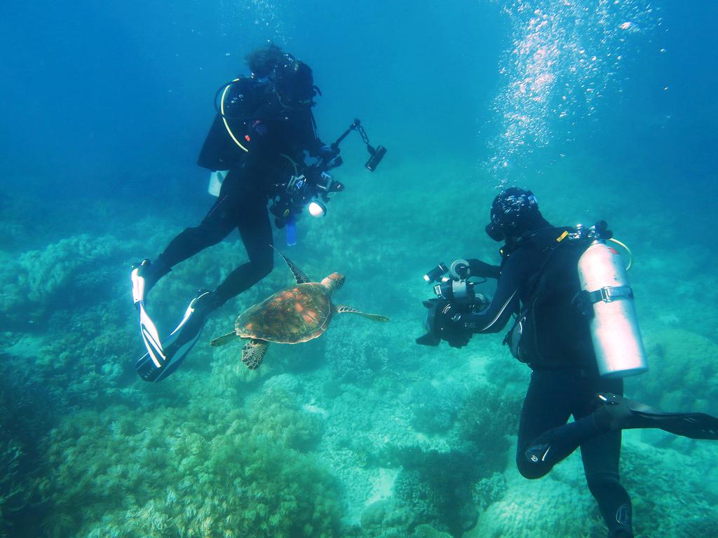 Sunlover staffers take photographs of local turtle Lulu. Picture: Brendan Radke