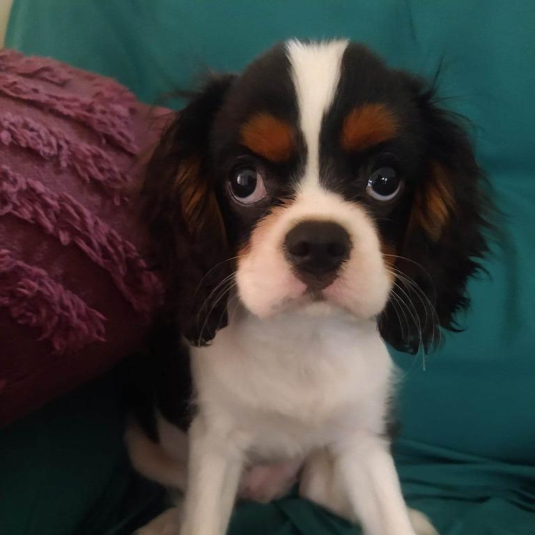 Charlie: Kimberley Hughes' 1 year old Cavalier King Charles