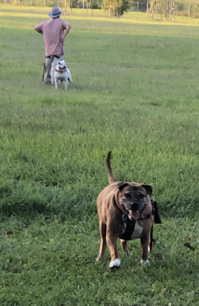 The man's pitbulls that allegedly attacked Apache.