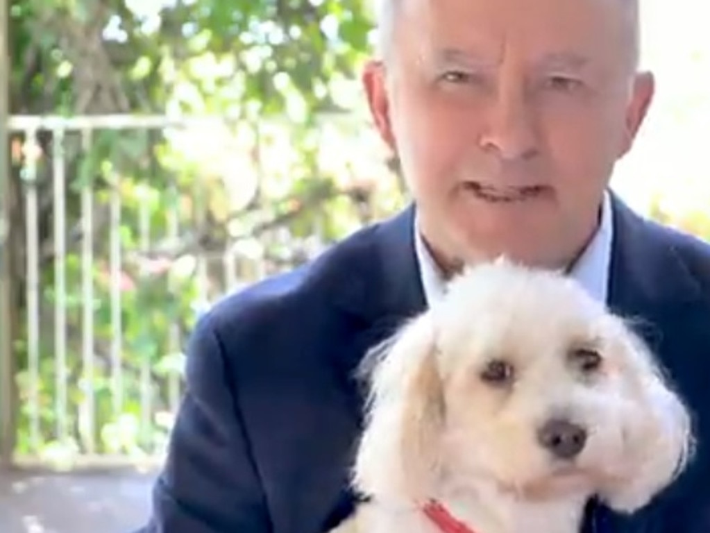 Anthony Albanese's video message with his cute dog.