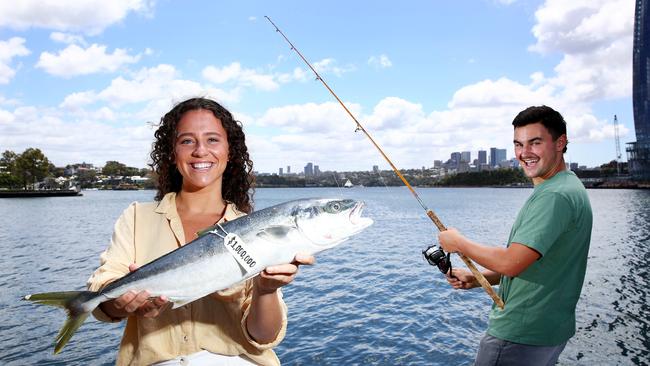 Ben Buckland and Nicola Muddle hold a Kingfish like the one that will be tagged and released in Sydney Harbour as part of the million dollar fish promotion. Picture: Toby Zerna