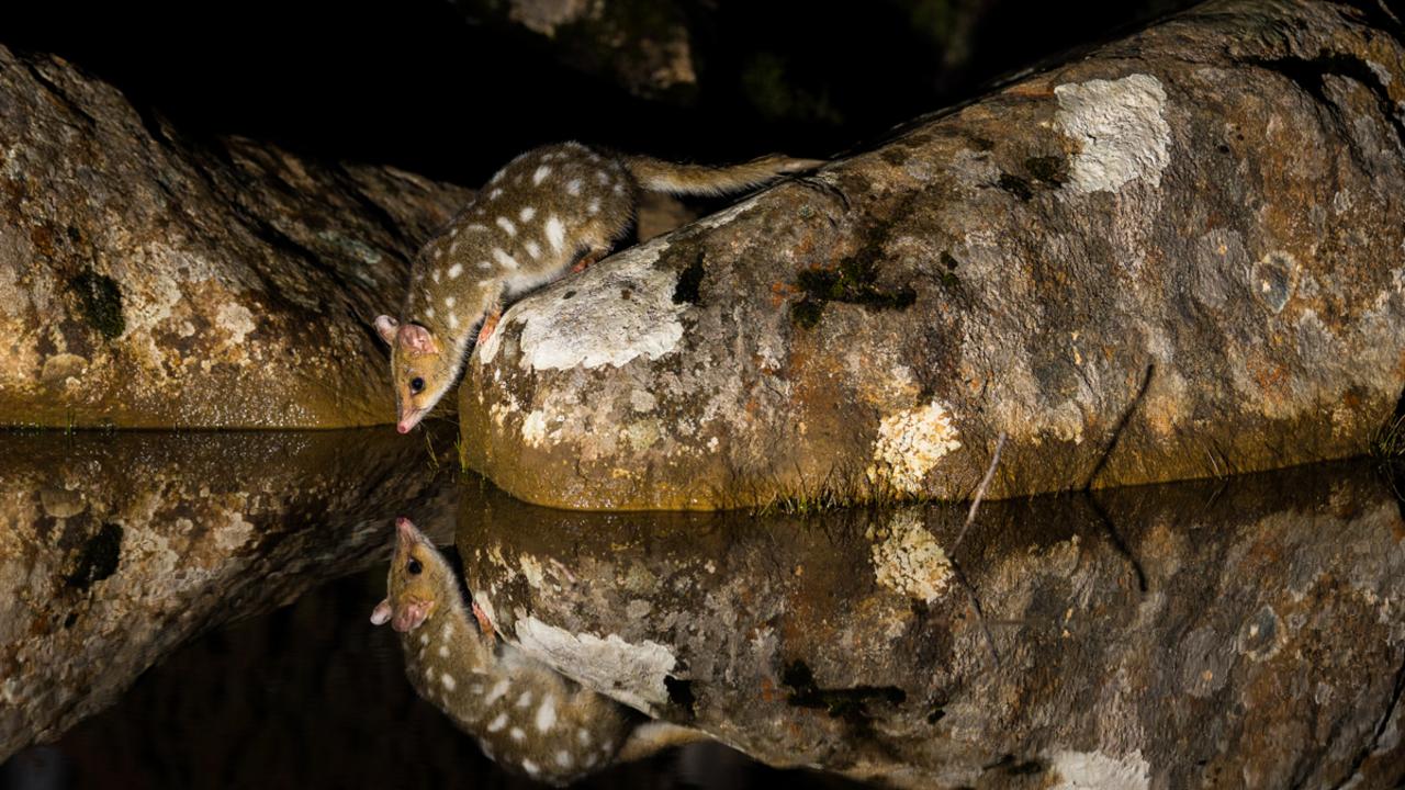 QUOLL REFLECTIONS Charles Davis, New South Wales EASTERN QUOLL, DASYURUS VIVERRINUS STATUS: ENDANGERED Mt Field National Park, Tasmania