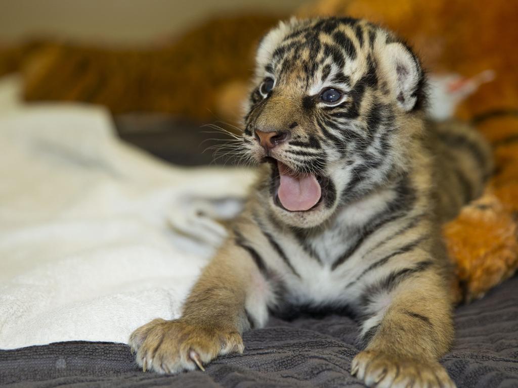 Dreamworld's two tiger cubs, born to Adira at Tiger Island. Picture: Patrick Martin-Vegue, Tiger Island Manager