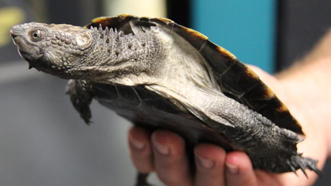 Passenger disguises pet turtle as KFC burger to get it on a flight ...