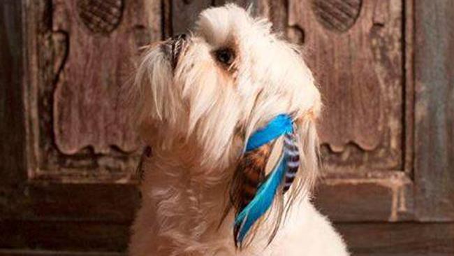 Feather extensions clearance dogs