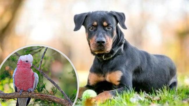 A young Rottweiler and wild galah both died due to neglect.