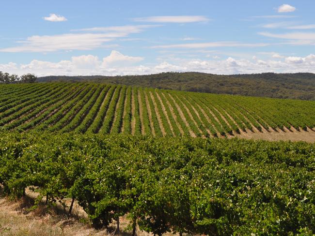 Day of Vintage 2017 Fruit quality excellent at Moppity