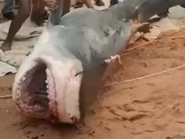 A shark was clubbed to death after it attacked a tourist in Egypt