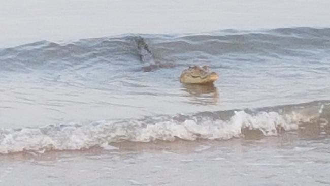 Never smile at a  crocodile ... unless they’re a surfing crocodile. Picture: Philip Toonson