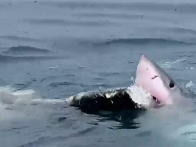 Campers and beachgoers at South Australia's Lincoln National Park are being urged to stay clear of the water as sharks feed on a whale carcass.