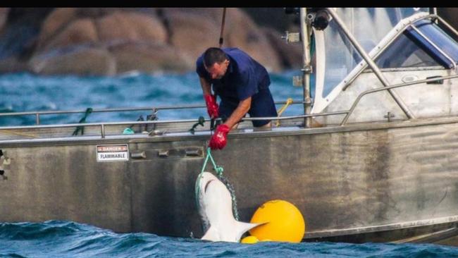 Shark control gear, similar to this pictured in the Great Barrier Reef Marine Park in 2018, will be removed temporarily for Cyclone Alfred.