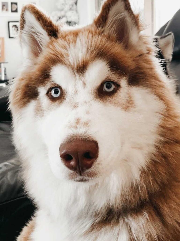 Milo Holford – Milo is a silly, fun and most loving one-year-old chocolate/red Siberian Husky living his absolute best life in the Gold Coast sun with his dog mum Mishka and his humans the Holford’s.