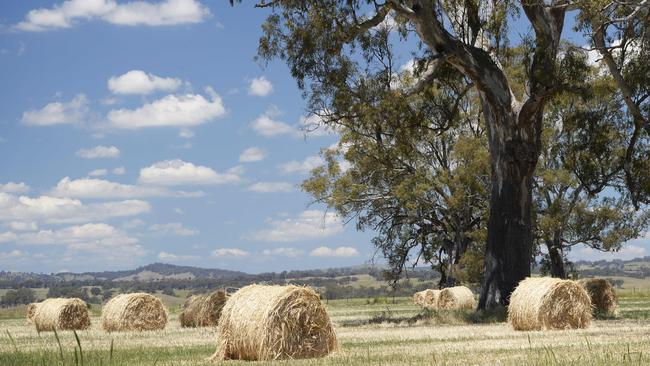 Tricky business: Wet weather has played havoc with hay cutting, with the added possibility that bales will be low in protein.