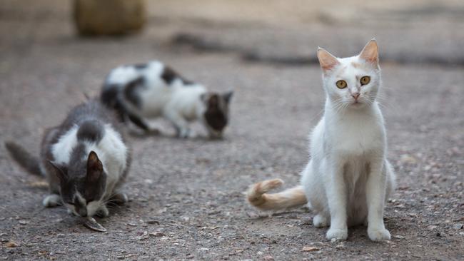 A Vietnamese restaurant that killed up to 300 cats a month for soup has closed down. Picture: iStock