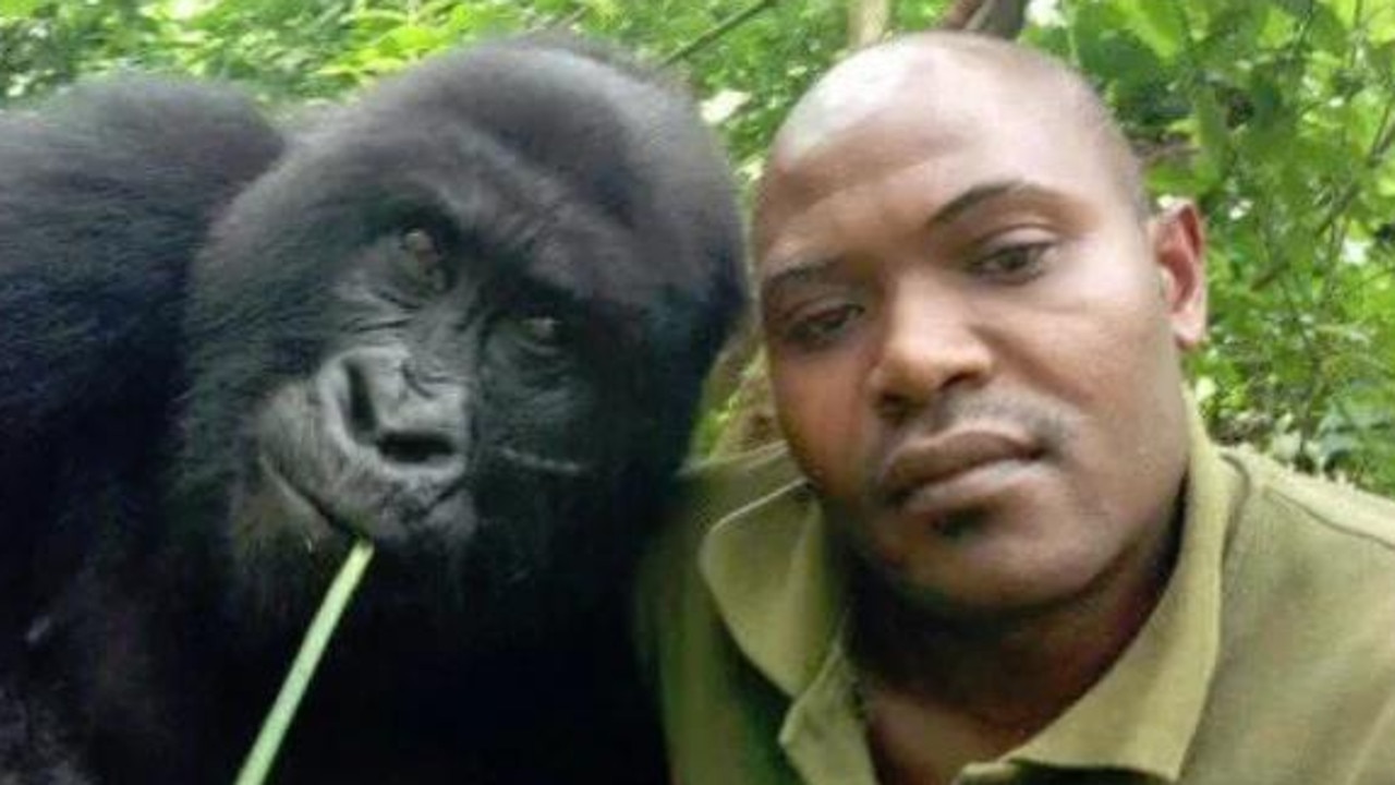 Selfies together: endangered mountain gorilla and one of the rangers who works to protect this species. Picture: Facebook