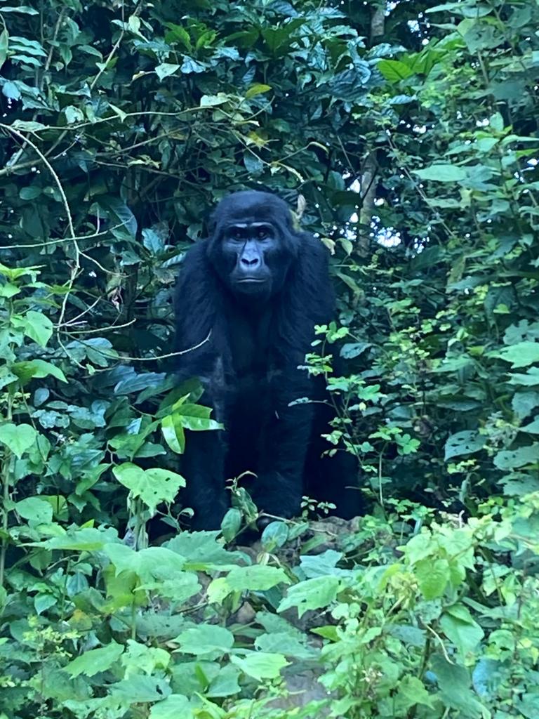 A silverback watches on. Picture: Riah Matthews