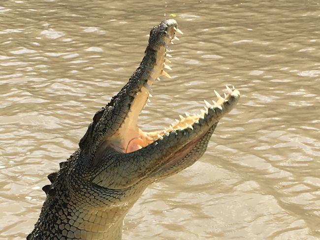 It’s just a flesh wound: Croc tour operator speaks after being bitten on Adelaide River