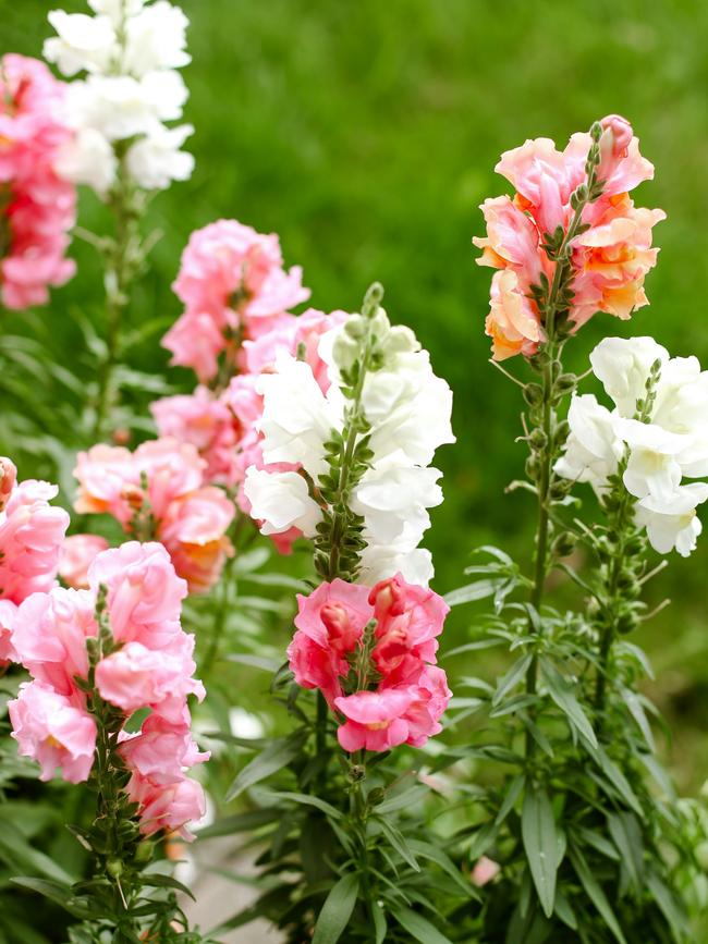 Snapdragons