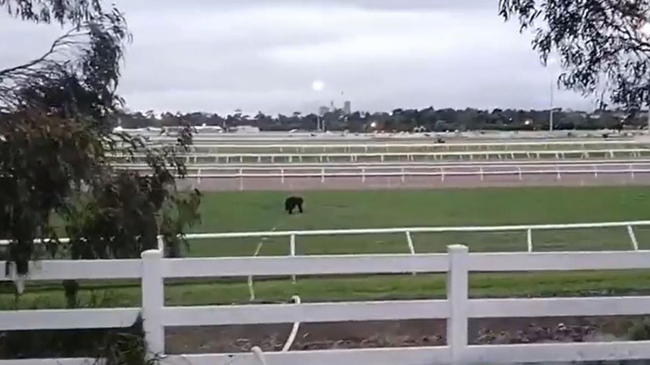 Animal activists sabotage Melb Cup