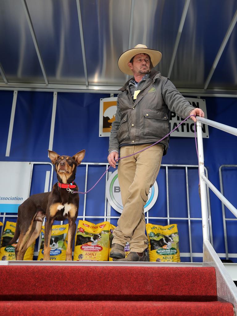 Going, going, gone: Joe Spicer from Glenthompson watches over the Kelpie auction which saw 1225 working dogs sell for a total of almost $3 million. Picture Yuri Kouzmin