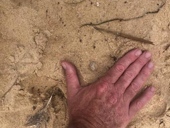 The balls, like this one at Manly Beach, are the size of marbles. Picture: NewsLocal