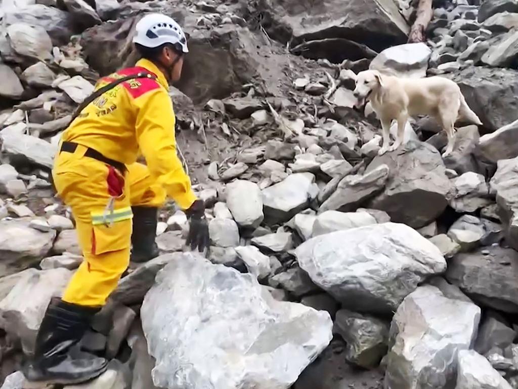 Search dog Roger is helping rescue teams find bodies of people missing or trapped in Taiwan following the deadly earthquake that hit last week. Picture: Laurent Fievet/Hualien County Fire Department/AFP