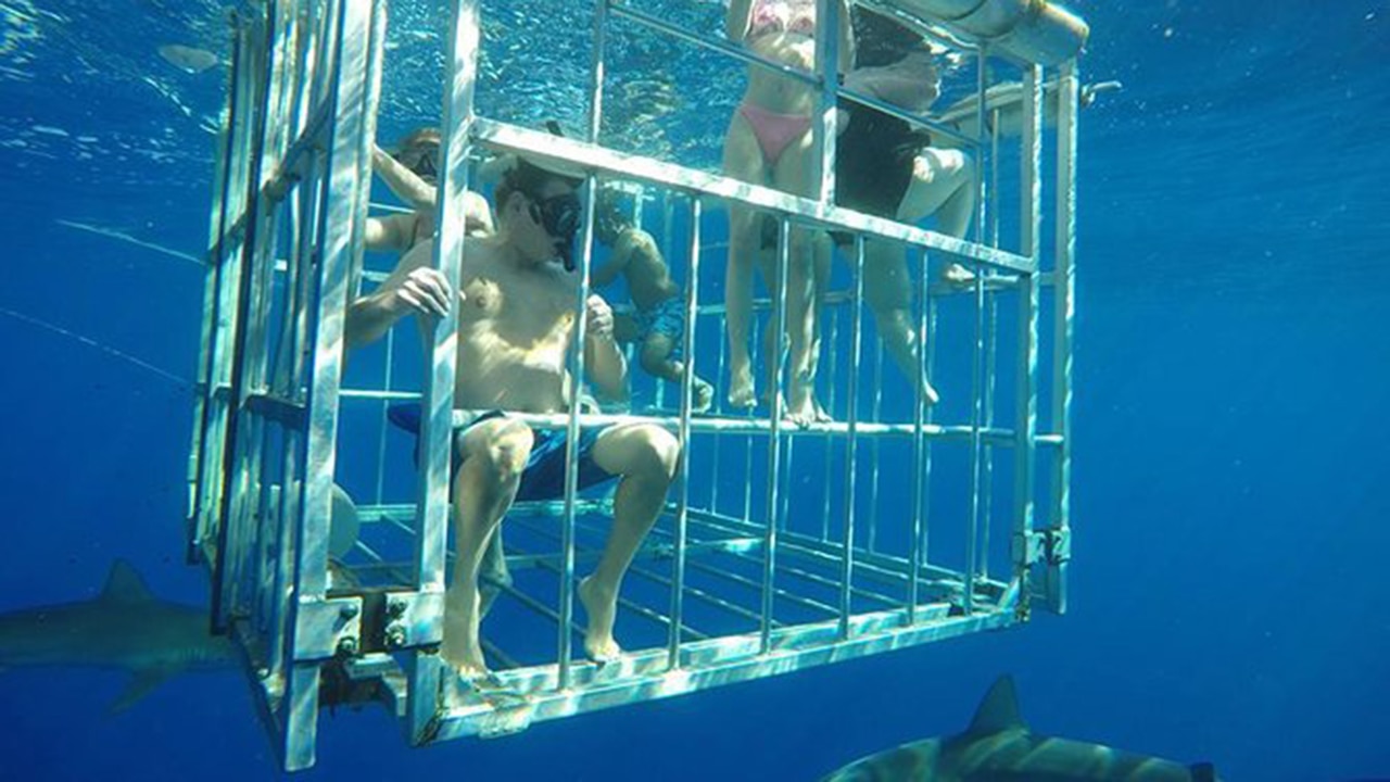 Oahu Shark Dive. Picture: Viator