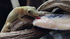 Little Gecko Slurps His Way Through Huge Spoonful of Food. Credit - The Australian Reptile Park via Storyful