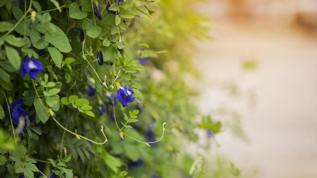 Butterfly pea growing as a creeper