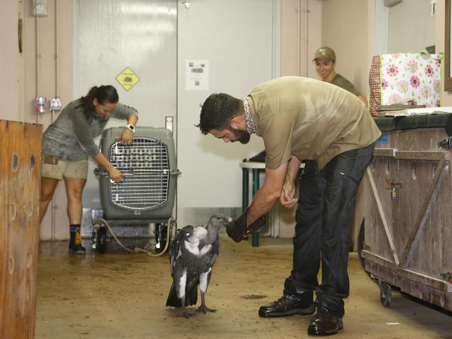 Ryan Martinez, a trainer at Zoo Miami, leads an Indian white-rumped vulture into a crate inside a hurricane resistant structure within the zoo, Saturday, Sept. 9, 2017 in Miami. Though most animals will reman in their secure structures, the cheetahs and some birds will ride out the storm in temporary housing. Picture: AP