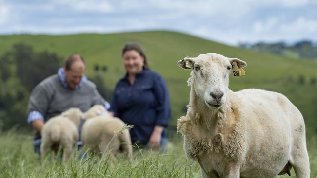 Neva and Matt on farm with their Wiltipolls. Picture: Zoe Phillips