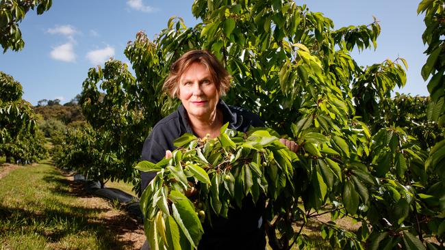 Adelaide Hills fruit growers count the cost of storm damage to pear ...