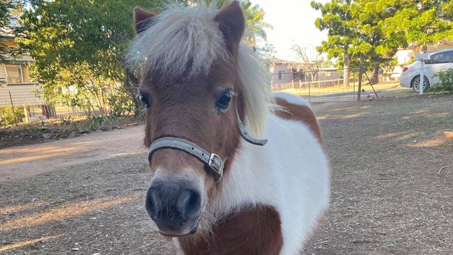 A PONY called Princess Patch “sneakily” went missing in Gayndah on Saturday night and had the whole town searching. Photo: Lizzy Kilpatrick