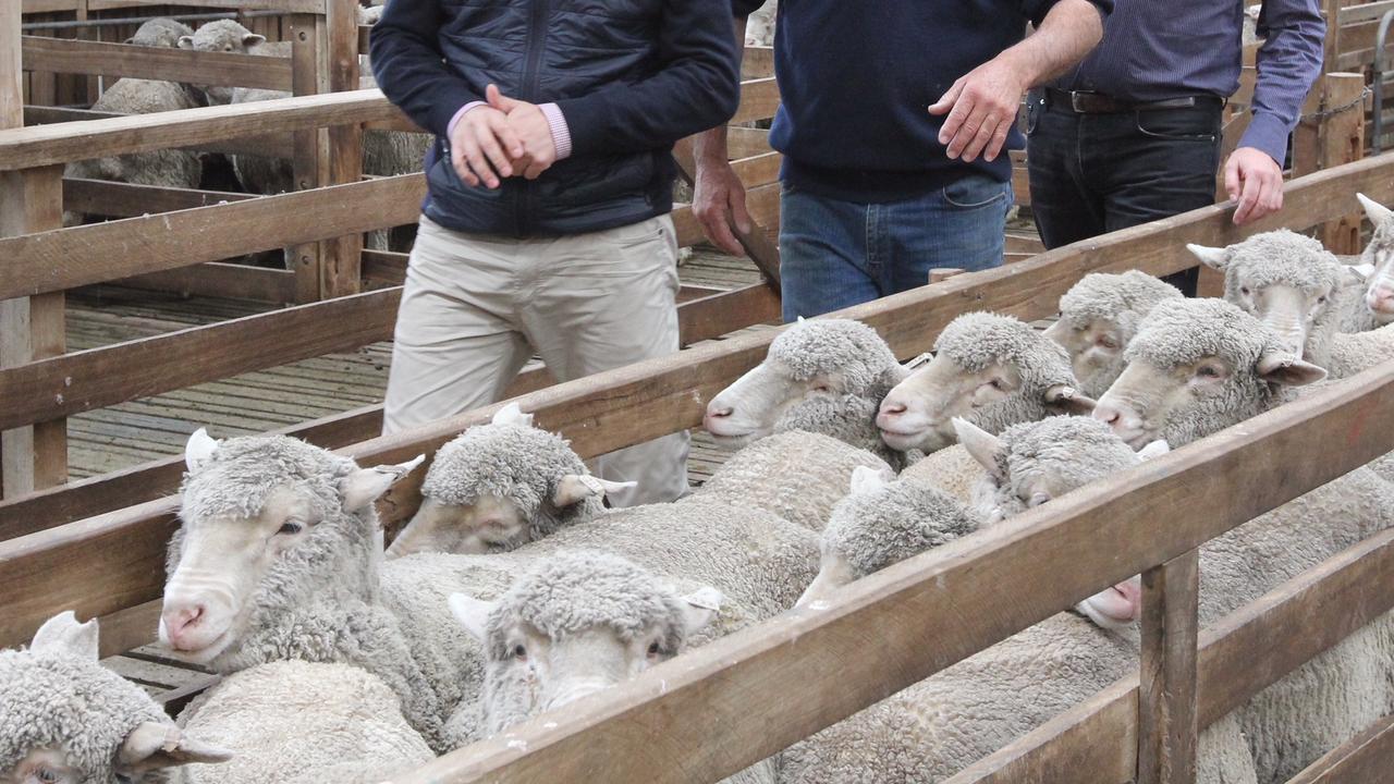 There are 67 million sheep in Australia, with each supplying about 6kg of wool a year. Picture Sue Neales