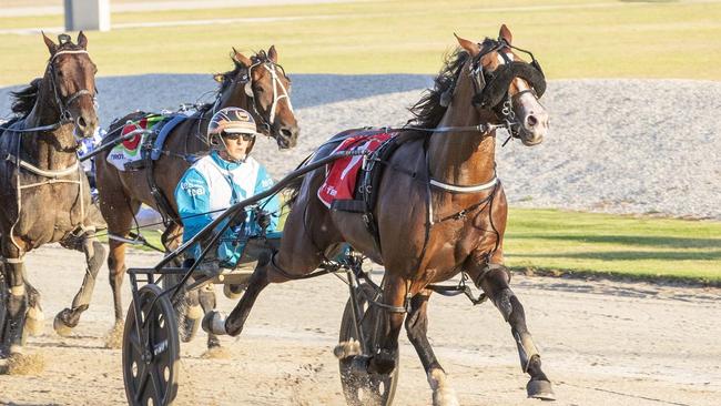 Miki To Success is one of five runners from the Emma Stewart stable in the Group 1 Chariots Of Fire on Saturday night. Picture: Stuart McCormick