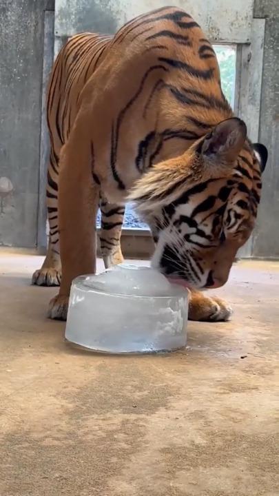 Adelaide Zoo animals beat the heatwave