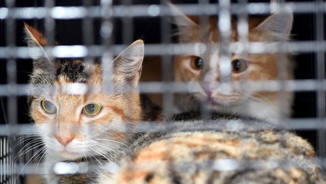 Feral cats trapped by Hornsby Shire Council rangers. Picture: AAP IMAGE / Troy Snook