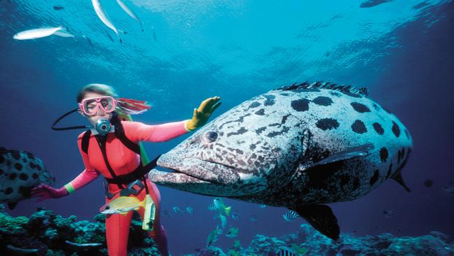 Valerie Taylor with a potato cod at the Cod Hole on the Great Barrier Reef.