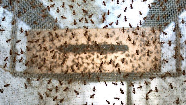 Sterile super fruit-flies take to Adelaide skies