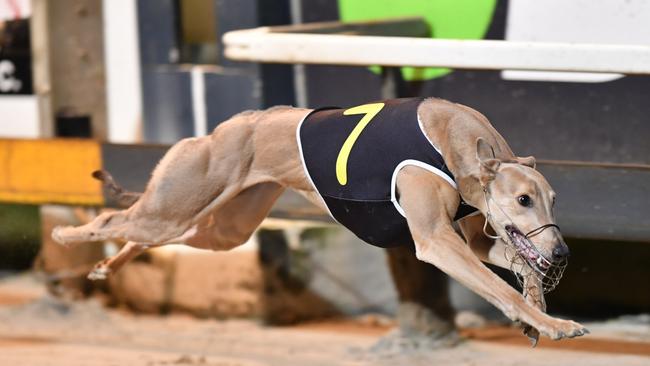 Greyhound Bonknocka Lass was allegedly on a cocktail of drugs when it won two races at Albion Park.