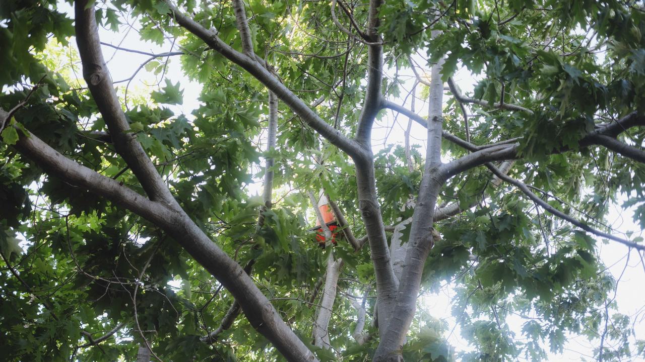 Away in a tree, no road for a bed, our lovely sweet traffic cone, lays down its sweet head.