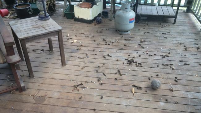 The veranda was littered with faeces. Picture: RSPCA