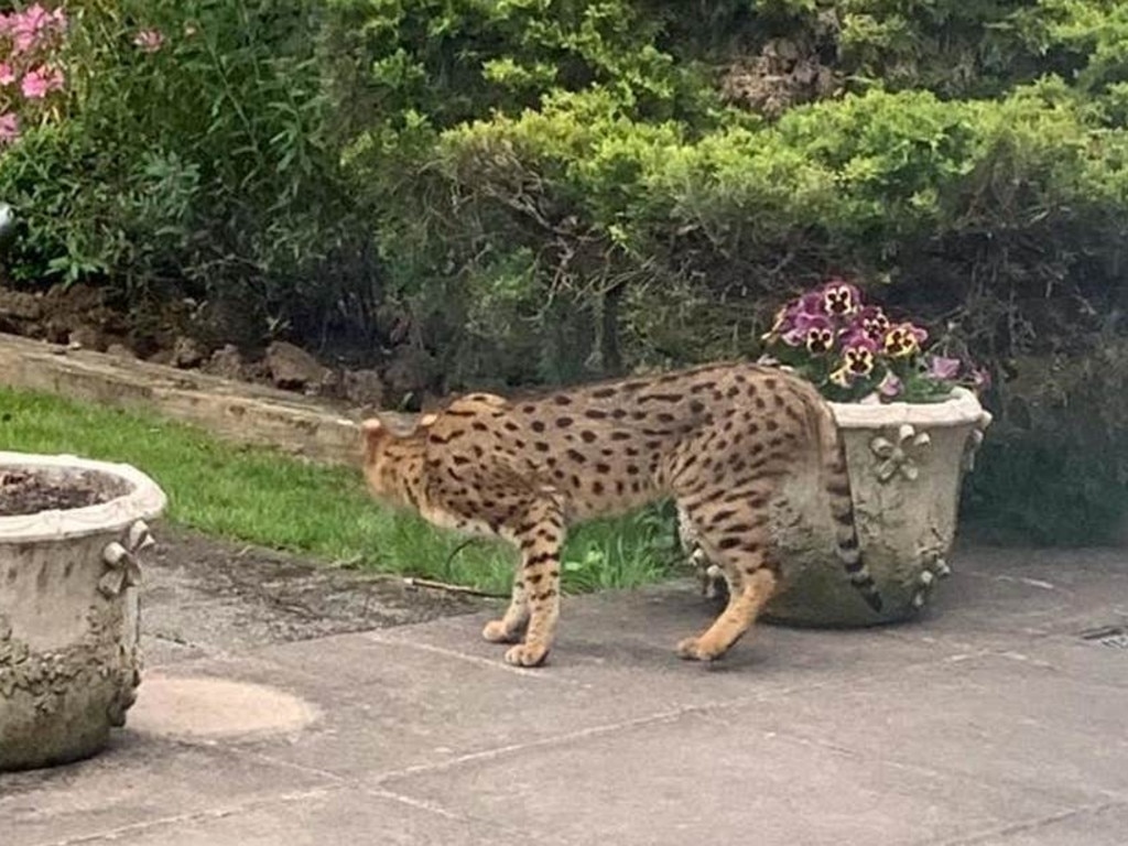 Residents thought the cat may have been a cheetah. Picture: Twitter