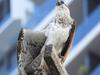 ‘Not surprised’: The tragic death of baby osprey