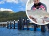 FERRY WANTED: Monster barras caught on Yarrabah’s $11.5m jetty