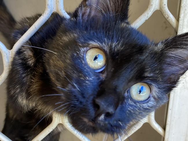 Abby the cat, rescued from a home in Geraldton where she was left without food or water for up to two weeks.