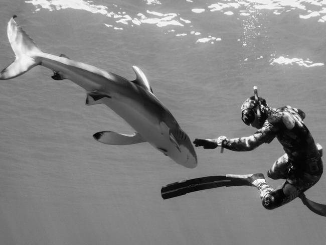 The shark whisperer freedives, using just flippers, snorkel and mask. Picture: Cam Grant/Pierrick Seybald/Australscope