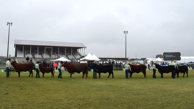 The Nutrien Ag Solutions Stud Cattle Parade of Champions at Beef Australia 2024. Picture: Aden Stokes