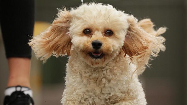 The woman said her ‘small dog’ was a companion rather than a pet. Picture: Toby Zerna